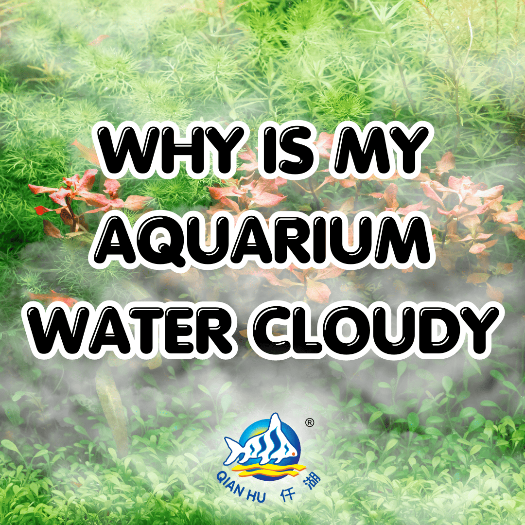 WHY IS MY AQUARIUM WATER CLOUDY? Qian Hu