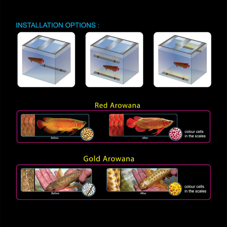 SUBMERSIBLE LED TANNING LIGHTING Qian Hu