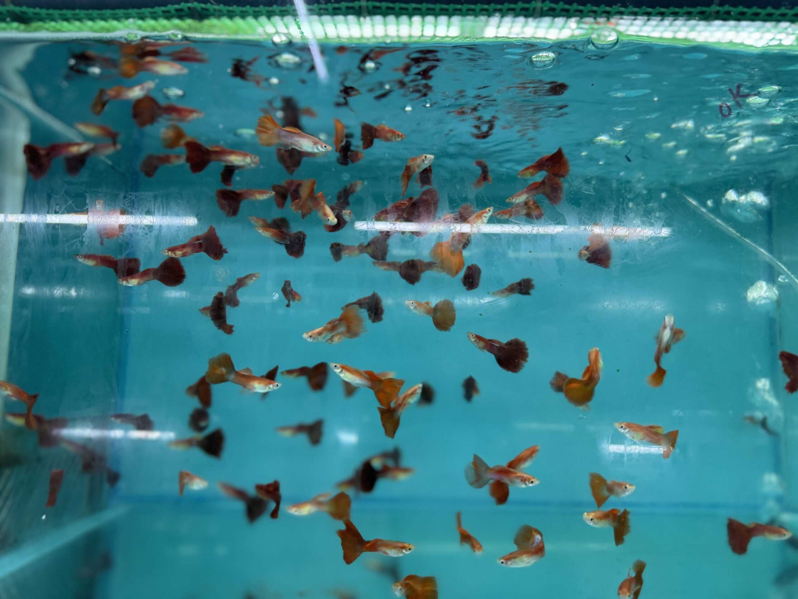 5 Live Guppies – 2 Male & 3 Female – Assorted Colors – Peaceful Freshwater Aquarium Fish